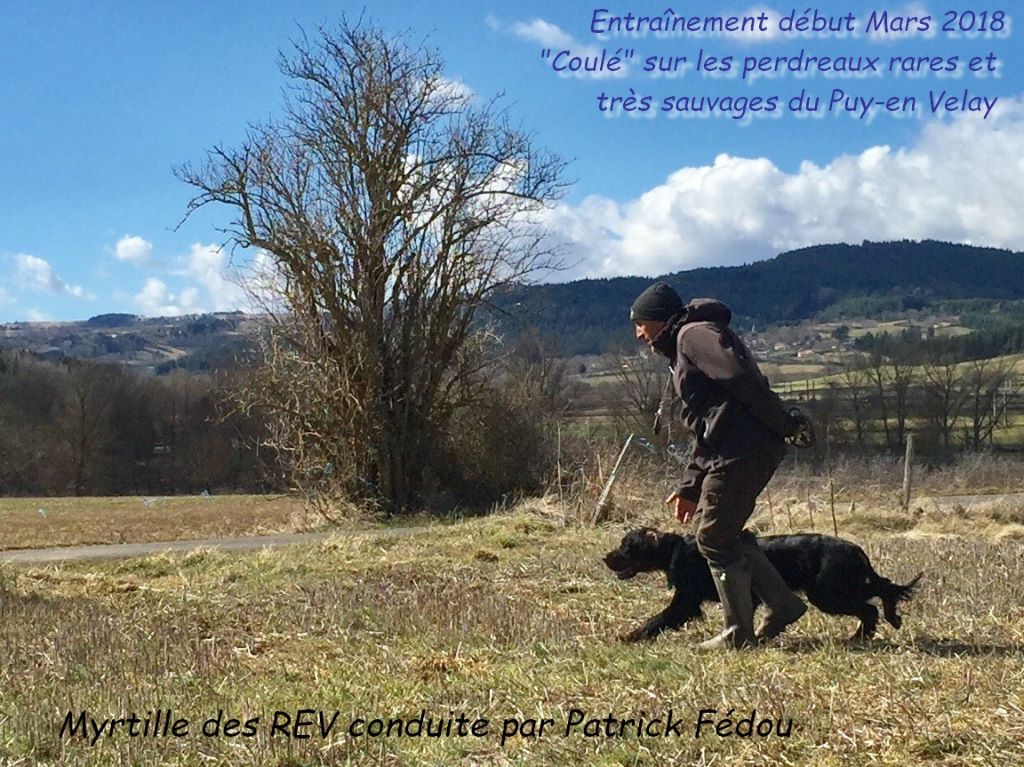 des Rieux en Valdaine - Myrtille des REV : 3ème Exc en Field Trial Printemps