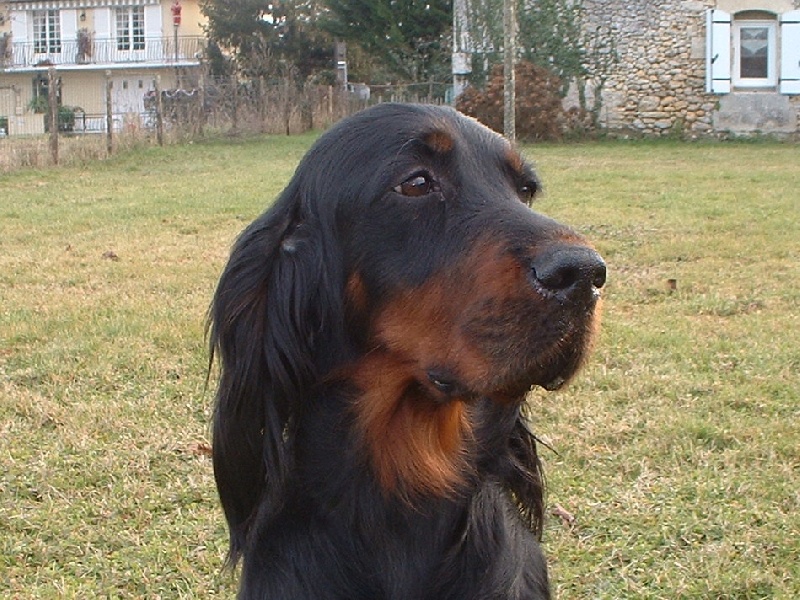 TR. CH. Vénus des Rieux en Valdaine